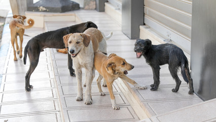 A flock of stray dogs.