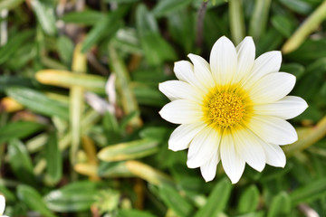 Obraz premium Image of Mini marguerite blooming in the park