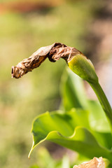 Wilted arum in garden need to be cut