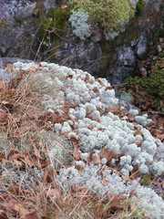 Wild Nature of Russia