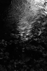 Raindrops on the water. Reflections in the element of water. The magic of nature. Black and white landscape photography