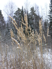 Wild Nature of Russia