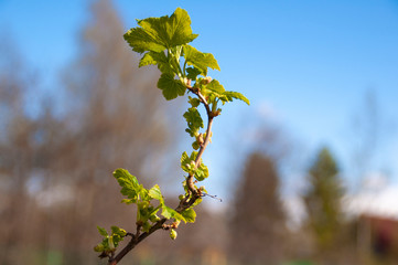 Currant blossom. Spring flowers on a natural background