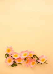 blank with rose hip flowers on a yellow background. space for text.