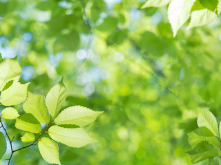 Fototapeta na wymiar 新緑のケヤキの葉