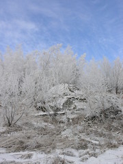Wild Nature of Russia