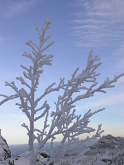 Wild Nature of Russia