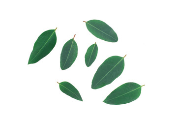 Naklejka premium green leaves isolated on white