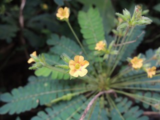 yellow flower in the garden