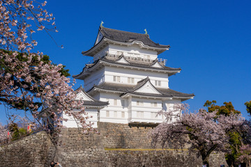 小田原城の満開の桜