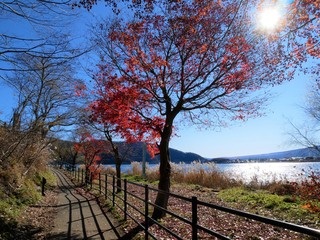 Fototapeta premium autumn in the park