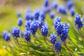Muscariki. Spring flowers. natural background