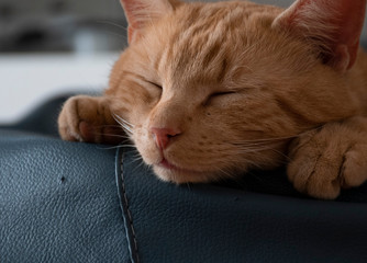 Cute picture of a cat
