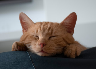 Cute picture of a cat