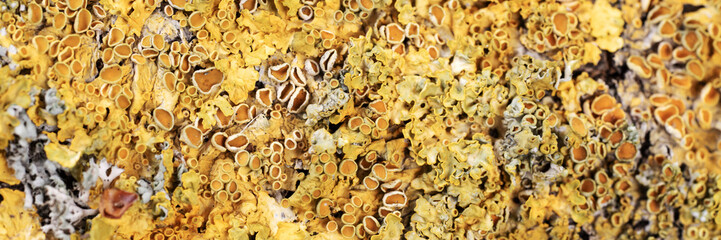 Panoramic image. Closeup dry moss and lichen on the tree trunk