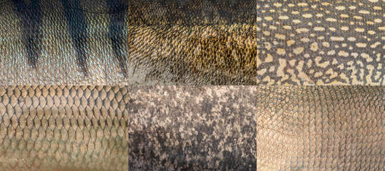 Fish scales. Skin of perch, zander, pike, carp, silver carp, bream. Fishing camouflage pattern