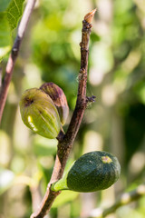 Fig flower tree disease. Dried small brown fig