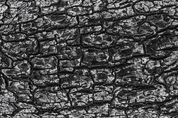 Ashes soot texture of burnt tree. Black wood charcoal background