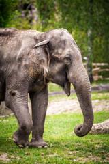 Fototapeta premium indian elephant portrait in park