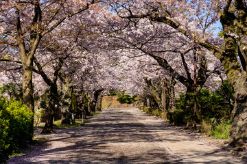 小田原城址公園内の満開の桜