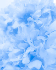 Fototapeta na wymiar Beautiful abstract color black and blue flowers on black background, white flower frame, blue leaves texture, purple background, blue leaves and blue flowers on purple background