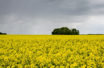 Obraz premium Rain from the clouds to the rapeseed field