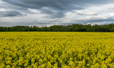 Fototapeta premium dark contrasting skies over a yellow rape field