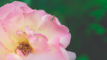 Katydid Climbing On A Flower Petal