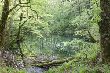 十二湖　白神山地　青池
