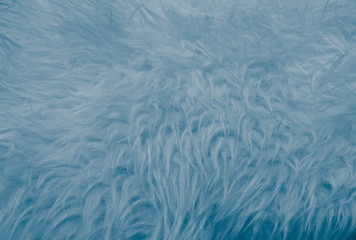 Beautiful abstract colorful white and blue feathers on white background and soft white feather texture on blue pattern and blue background, feather background, blue banners