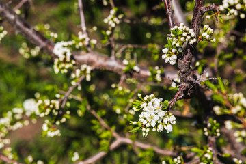 Beautiful photo of a fresh spring branch of greenery close-up. White cherry flowers.