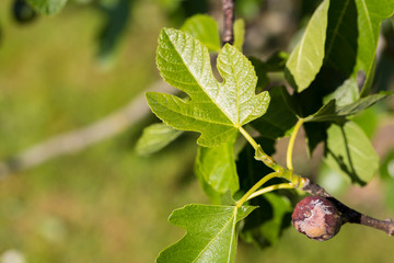 Fig flower tree disease. Dried small brown fig