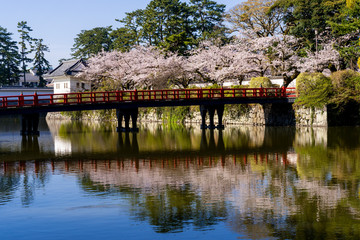 Obraz premium 小田原城址公園の満開の桜