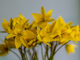 yellow wild tulips in a glass vase, yellow petal fragments on a blurred background