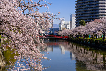 小田原城址公園の満開の桜