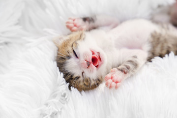 Fototapeta na wymiar view top little newborn kitten with his tongue lying on his back on a white fluffy blanket. Pets
