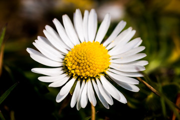 Fototapeta premium biene auf einer blume
