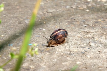 brown snail crawling on concrete path