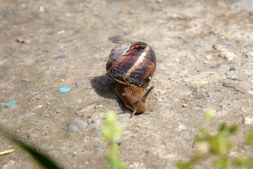 brown snail crawling on concrete path
