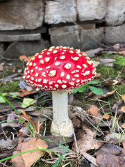 
fly agaric, red mushroom with white weight in the garden