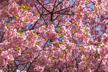 満開の河津さくら