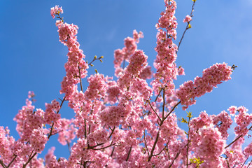 満開の河津さくら
