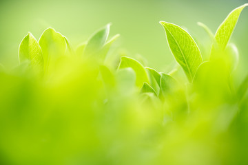 Nature of green leaf in garden at summer. Natural green leaves plants using as spring background cover page greenery environment ecology wallpaper