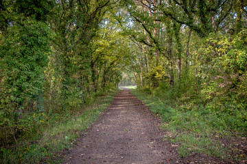Trail in a tree tunnel in the french countryside