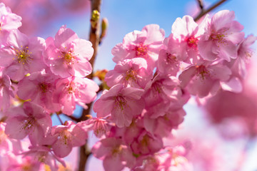 満開の河津さくら