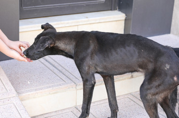 A flock of stray dogs.