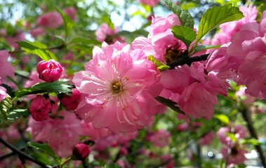 prunus triloba pink flower green leaf