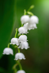 Spring flower lily of the valley close-up