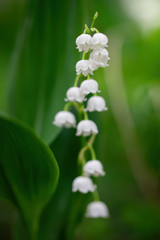 Spring flower lily of the valley close-up