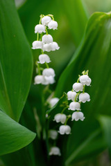 Spring flower lily of the valley close-up